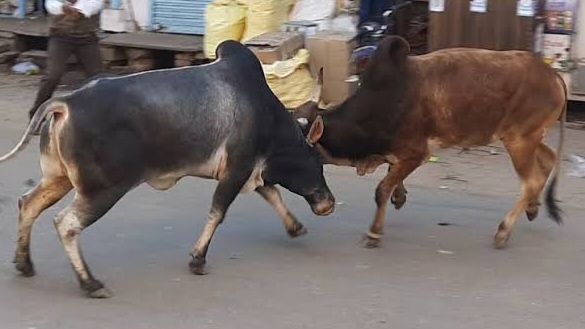 कोटद्वार में निराश्रित गौवंश से बढ़ रही दुर्घटनाओं को लेकर जल्द होगा अनशन, सीएम को भेजा पत्र